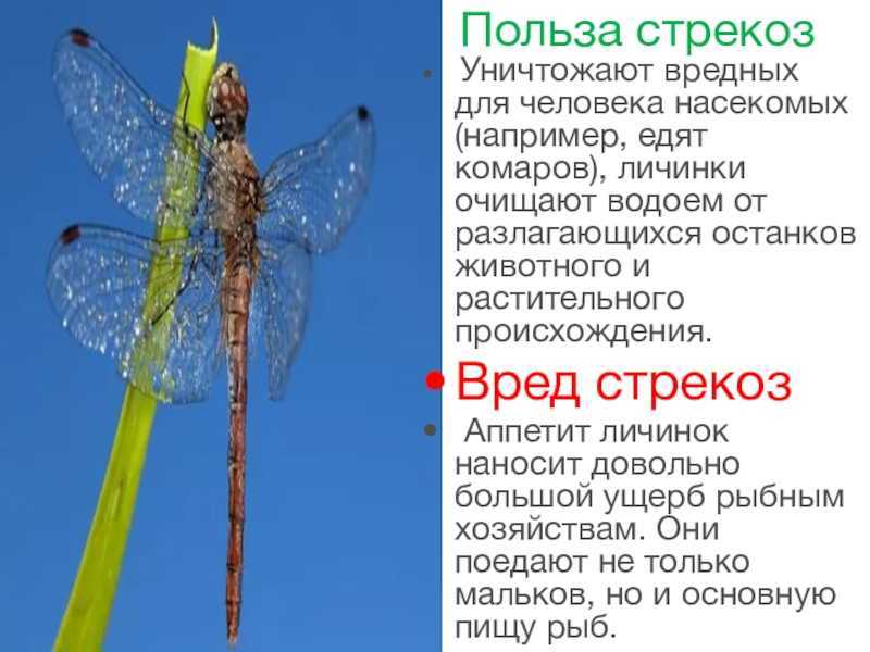 Сообщение про стрекоз - описание, характеристика и виды насекомых