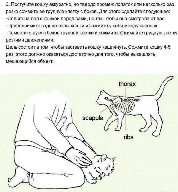 Кошка задыхается, хрипит и кашляет: причины, методы лечения