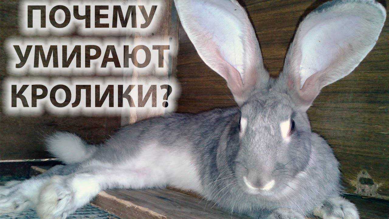Почему дохнут кролики молодняк: профилактика болезней, обработать клетки после гибели