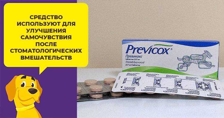 Нпвс для собак: препараты от боли, воспаления, жара