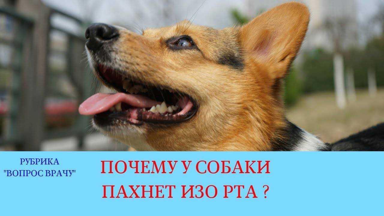 Почему собака воняет? что делать? как избавиться от вони у собаки?