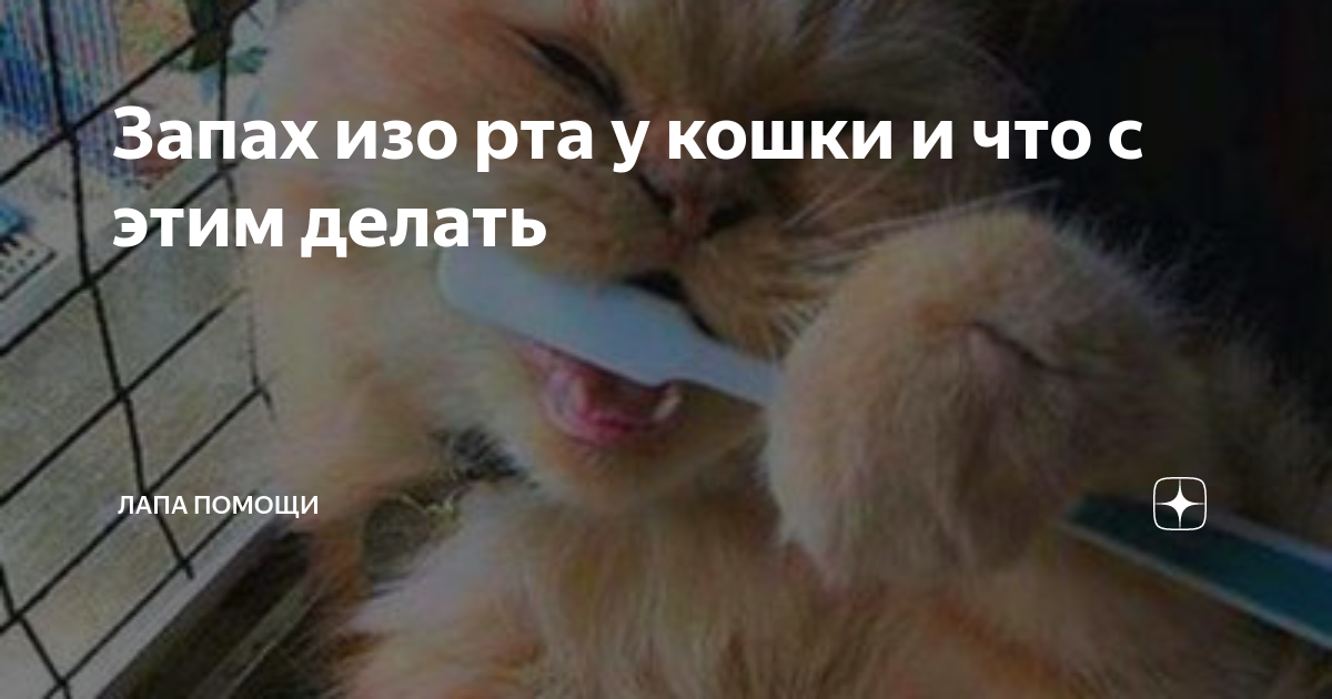 Судороги у кошки