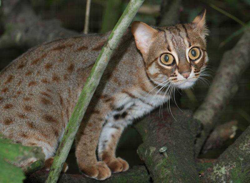 10 самых маленьких диких кошек в мире - animal.by