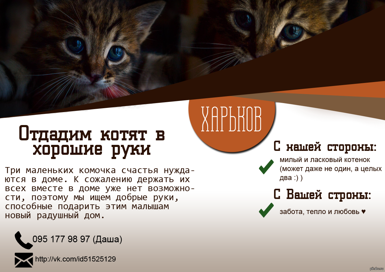 Куда деть котят если их никто не берет? | kote.info