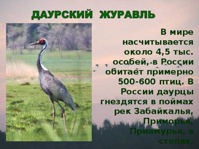 Даурский журавль — рувики: интернет-энциклопедия
