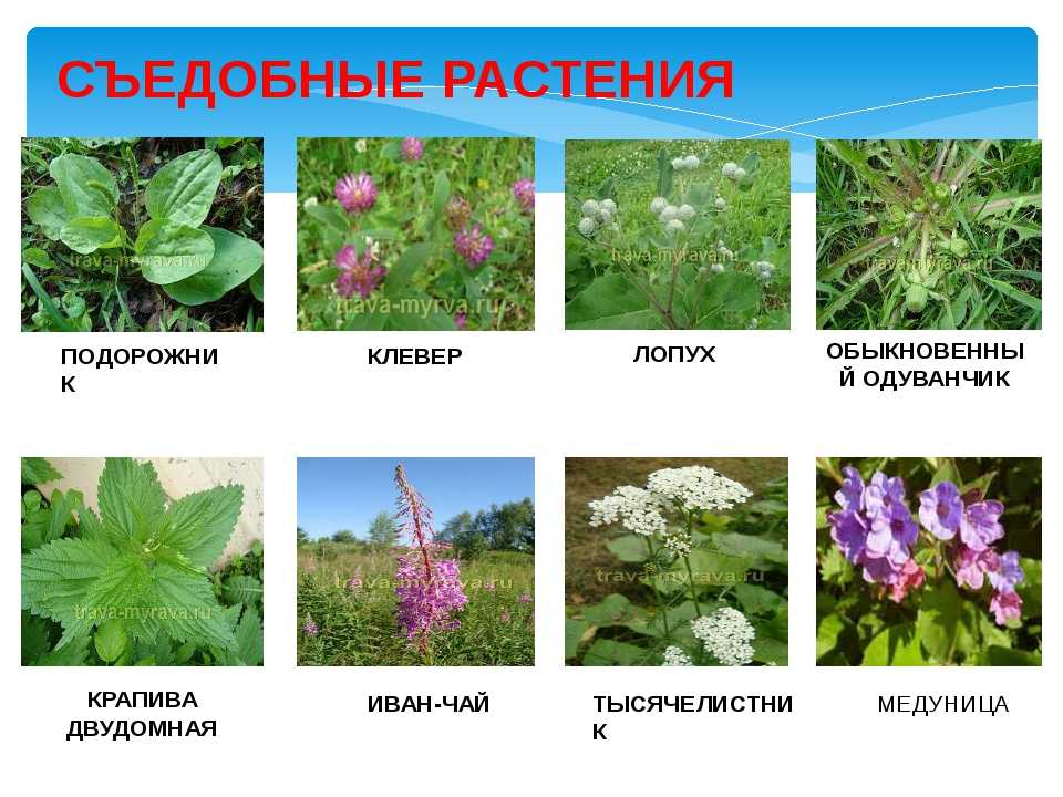 Дикие растения, которые вы можете съесть: список съедобных диких растений | выживание в дикой природе