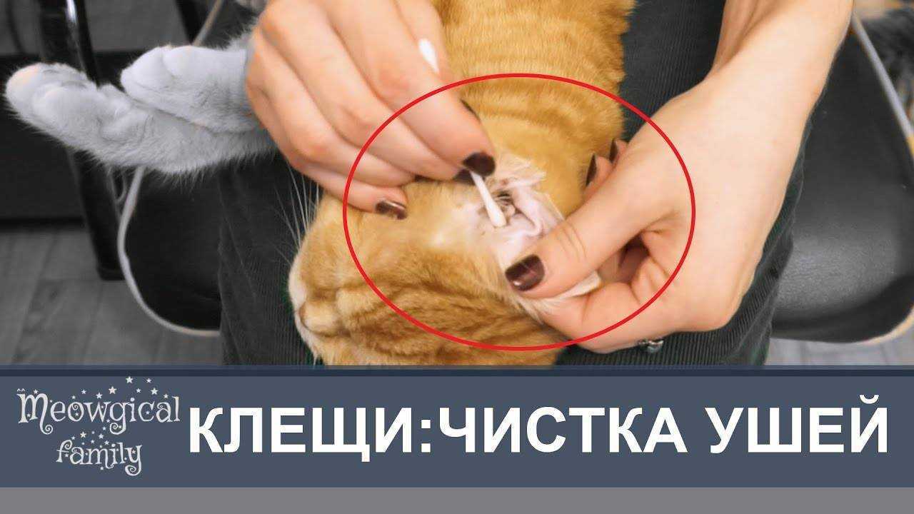 Почему у котенка грязный нос и уши