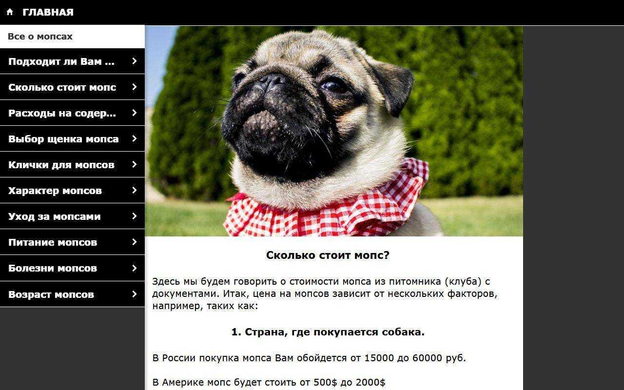 Мопс: веселый малыш с хвостом бубликом - интересное про собак
