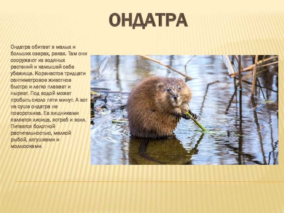 Ондатра (фото): как выглядит, где обитает, чем питается и интересные факты