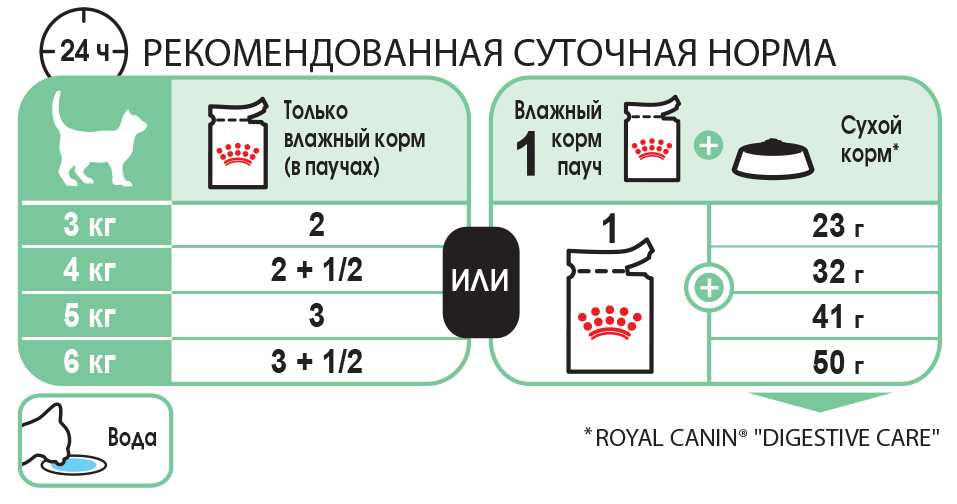 Как правильно кормить кошку и кота