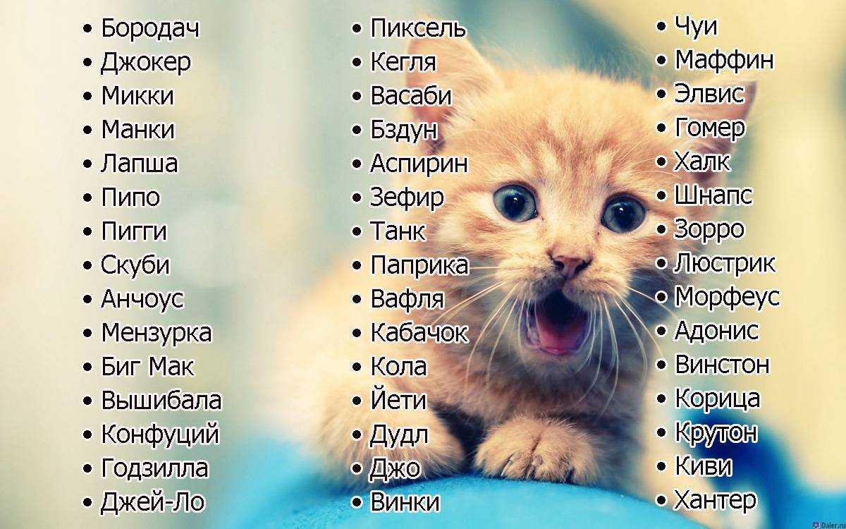 Как назвать кота белого цвета: перечень популярных, красивых и прикольных кличек