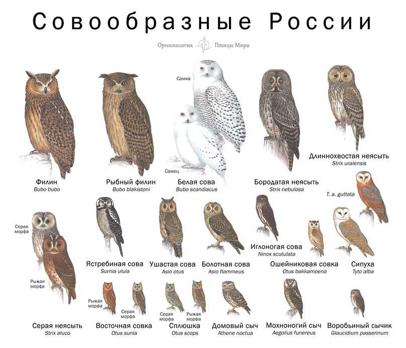 разновидности сов и филинов в России и мире Список сов с фото, названиями и описанием Красивые виды сов Совообразные птицы Презентация и доклад