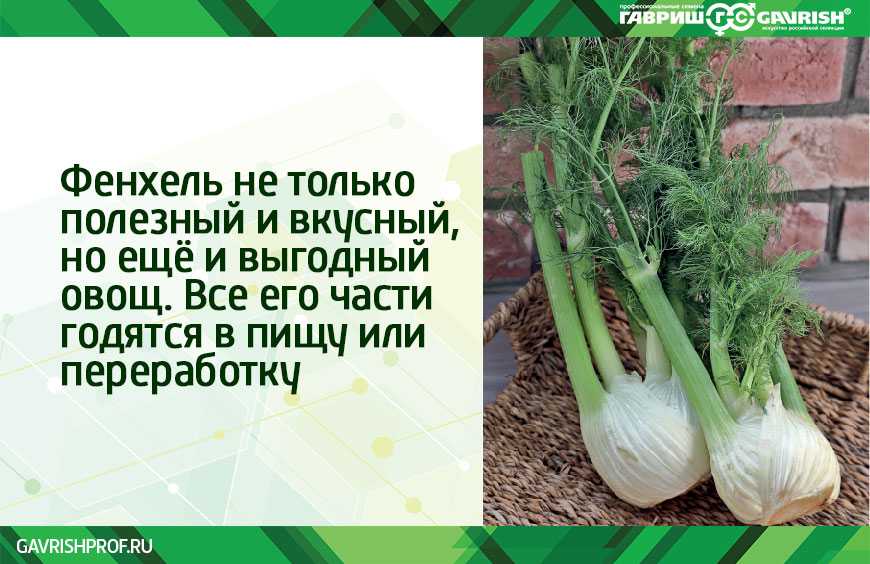 Фенхель обыкновенный. большой медовый лечебник