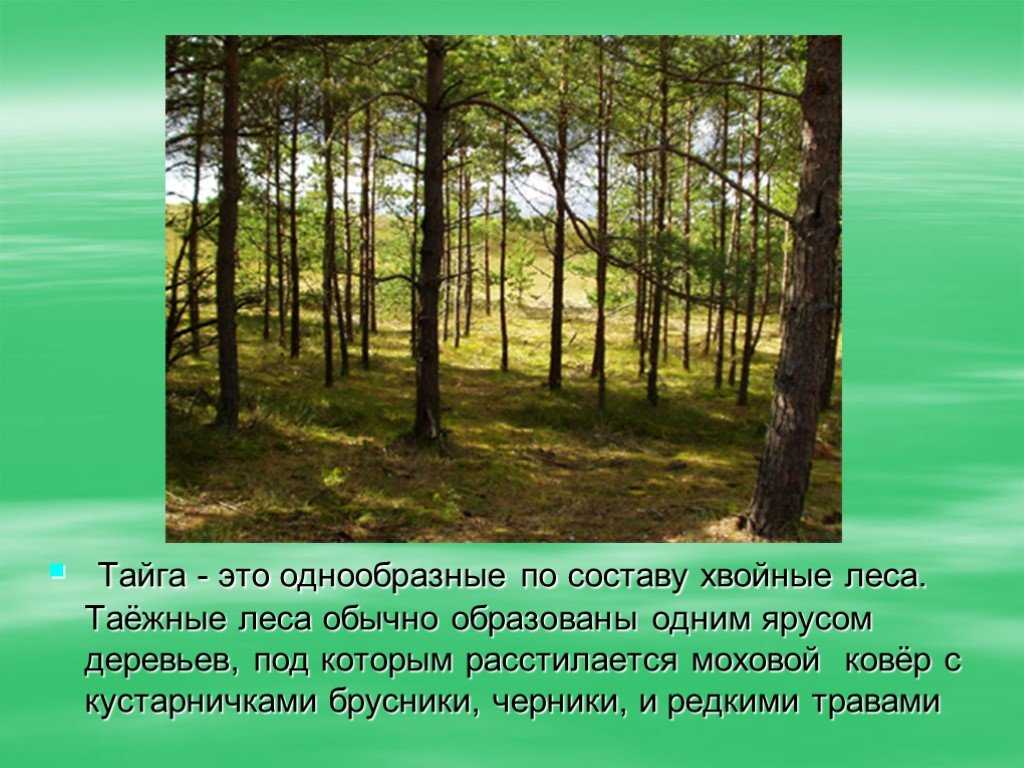 Леса россии: смешанные, хвойные, широколиственные, мелколиственные, характеристика, породы