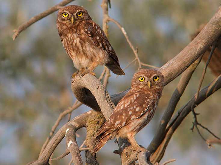 Отряд совообразные (strigiformes)