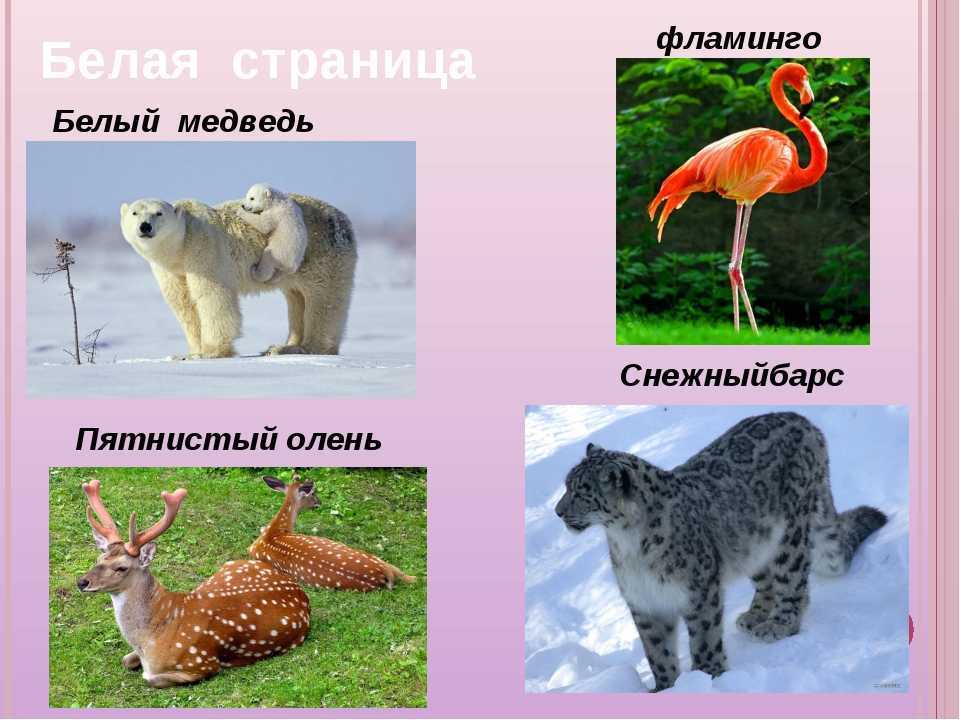 Подковонос большой фото. фото большого подковоноса - характерные особенности подковоносов особенности поведения большого подковоноса