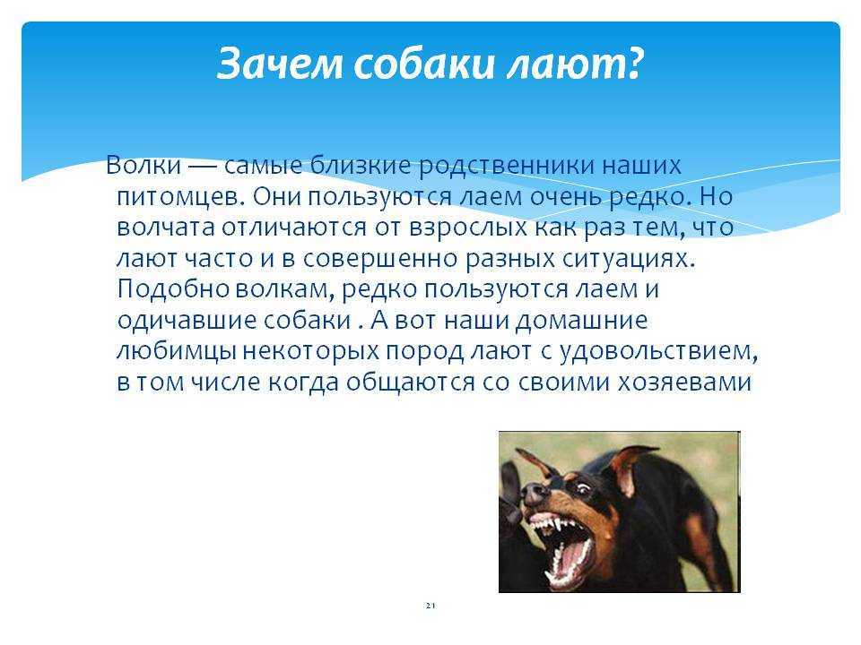 На способность щенков лаять влияют многие факторы: порода, внимание, физическая активность и возможная предыдущая травма Читайте подробнее