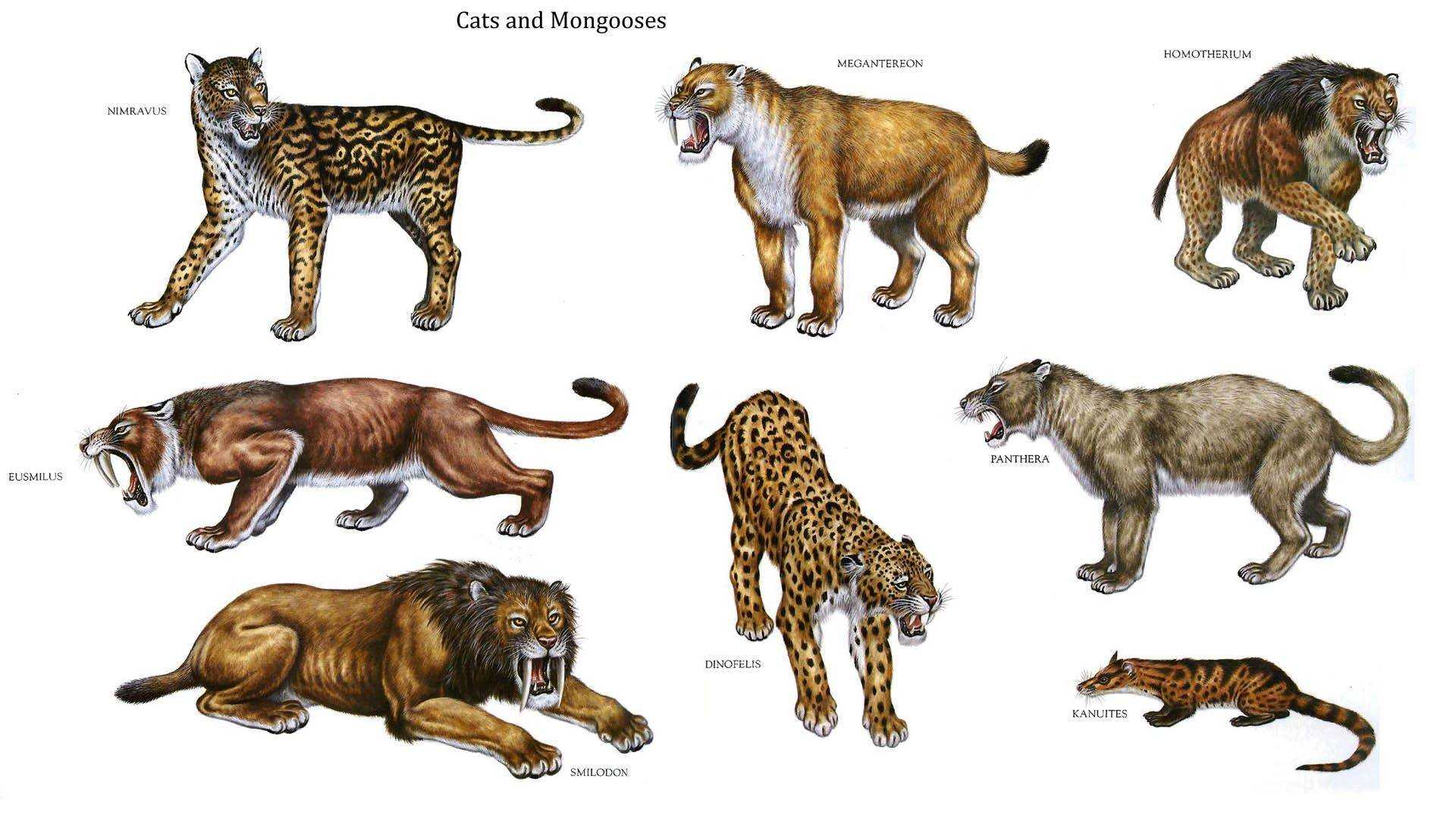 Хищные (carnivora), занесённые в красную книгу мсоп