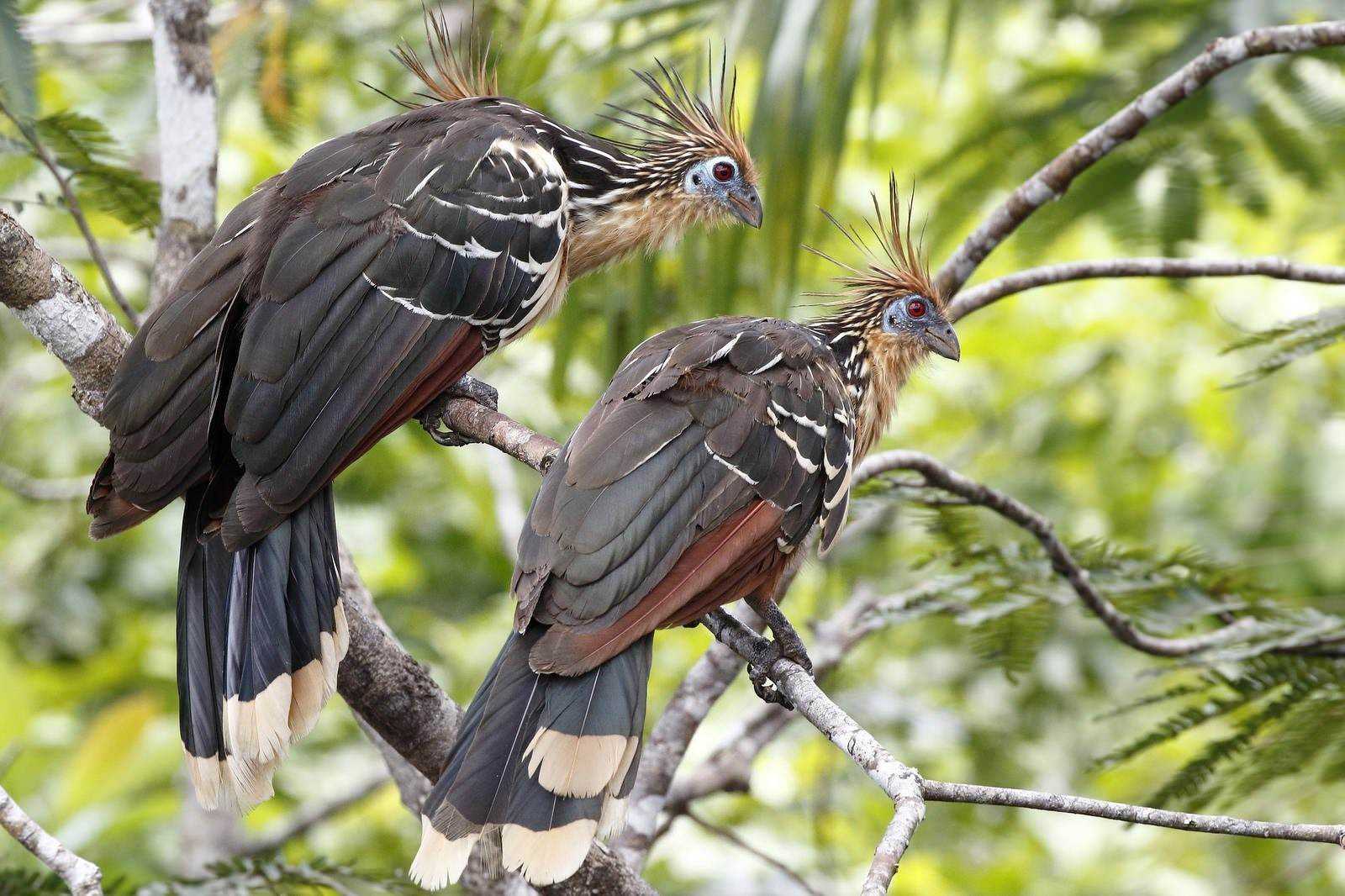 Гоацин (opisthocomus hoatzin) - фото, видео, описание - зоомир