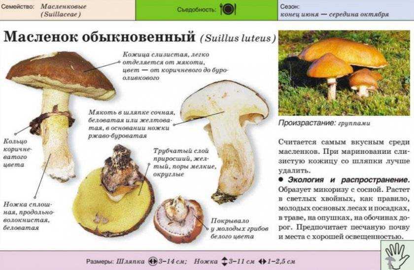 все про гриб Масленок желто-бурый Фото, видео и описание Съедобность пестрого масленка Польза и вред Как выглядит и где растет Двойники и употребление