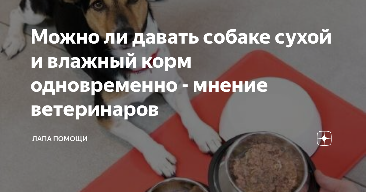 Разрешено ли употребление собаками черешни, малины, абрикосов и других ягод