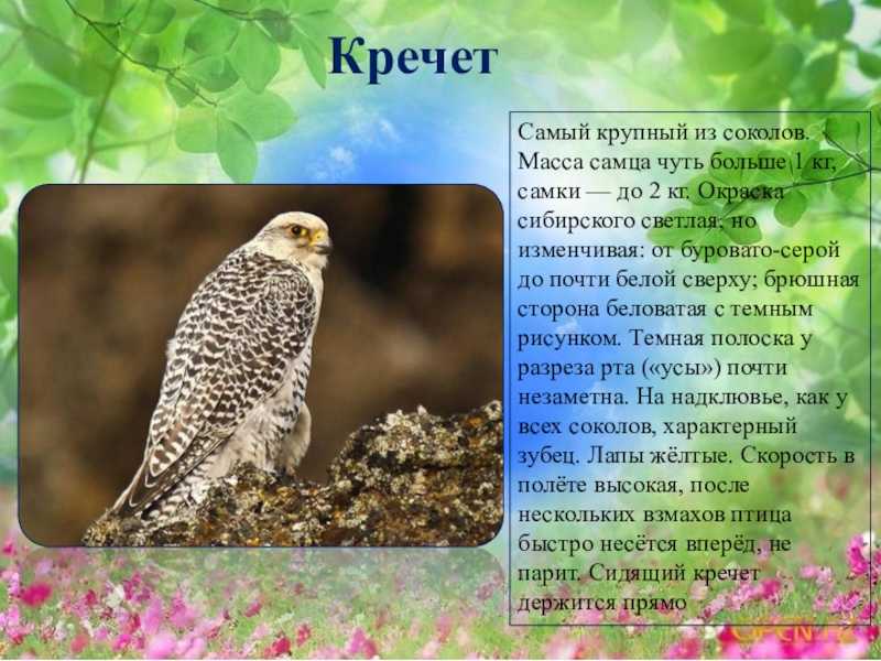 Кречётка  (chettusia gregaria). птицы сибири.