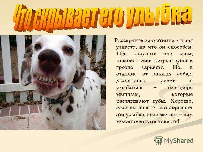 Главные герои собаки в мультфильме 101 далматинец. клички собак из мультфильмов