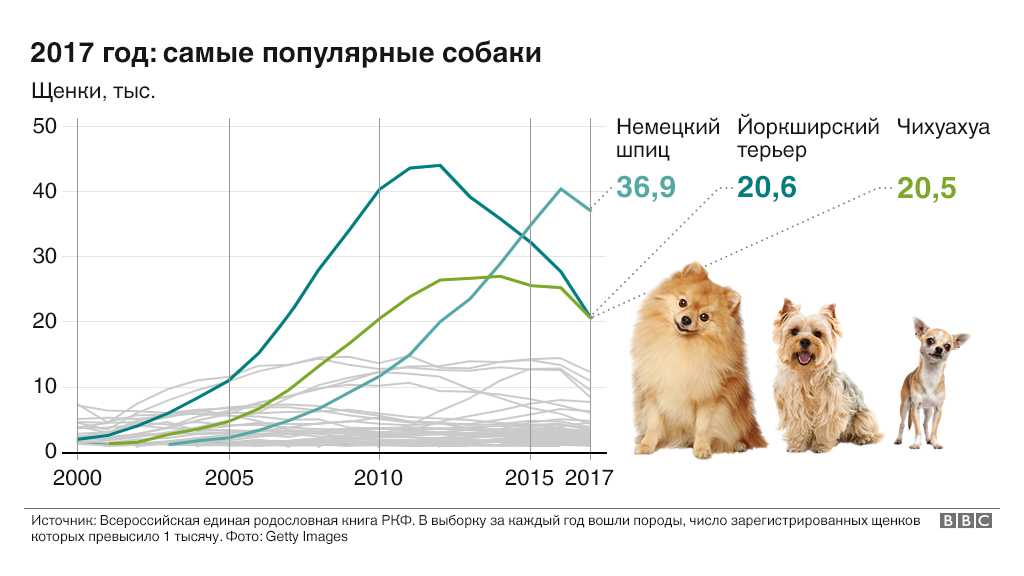 Самые популярные и востребованные собаки: рейтинг пород в россии и в мире, особенности популярных собак