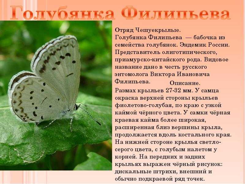 Алкиной : доклад : биология и химия