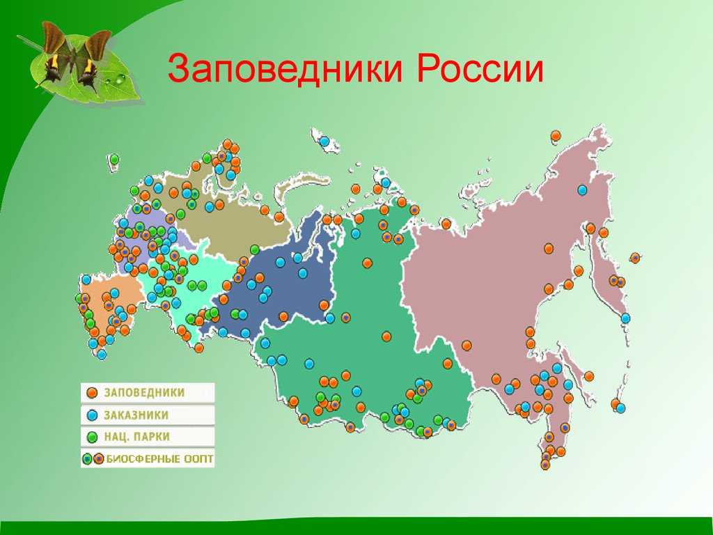 Окружающий мир 4 класс | леса россии