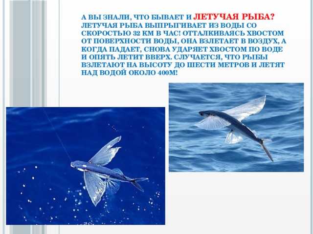 Парят как птицы: известно о 4 рыбах, умеющих летать