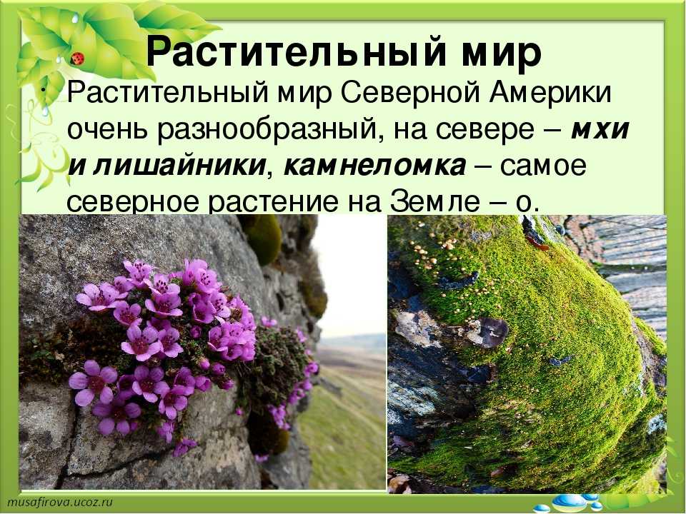 Список исчезающих растений в северной америке