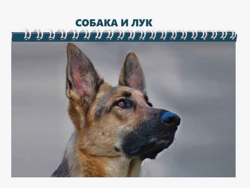 Чем нельзя кормить собаку?