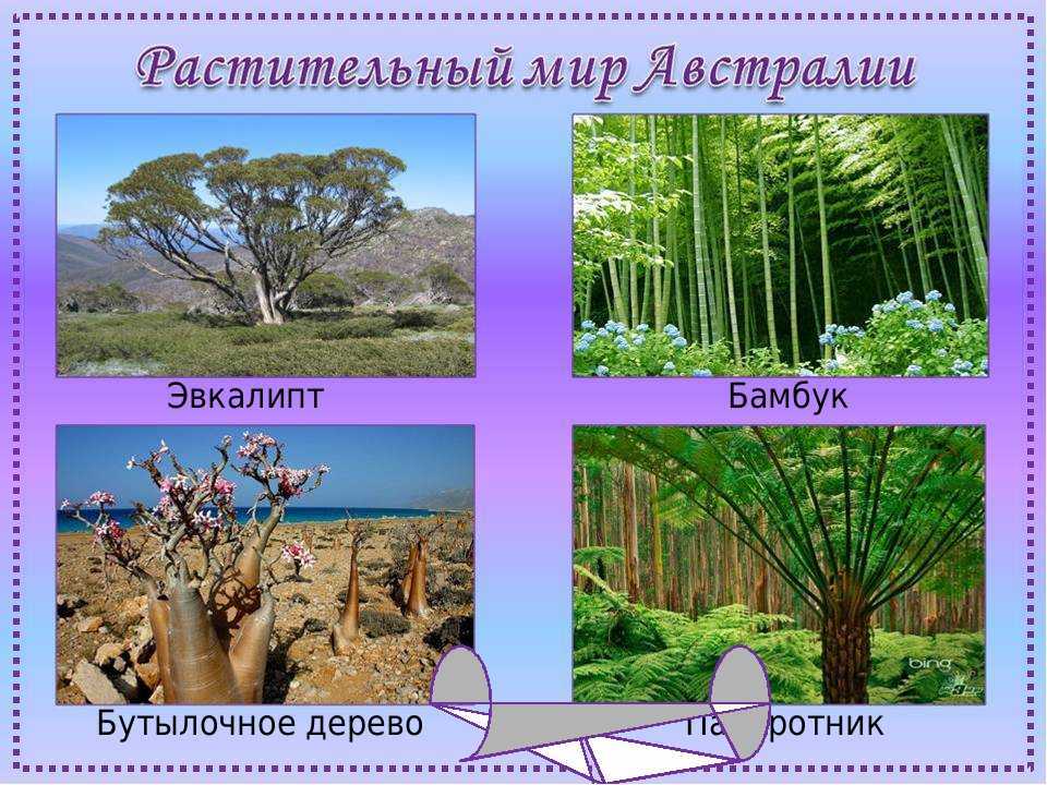 Растительный мир австралии доклад-сообщение