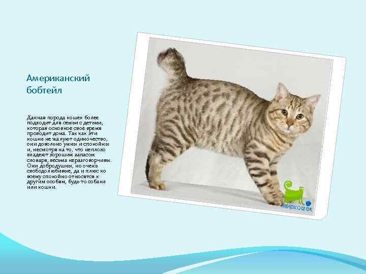 Американский бобтейл кошка : содержание дома, фото, купить, видео, цена