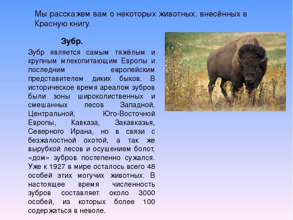 Зубр - парнокопытные | некоммерческий учебно-познавательный интернет-портал зоогалактика