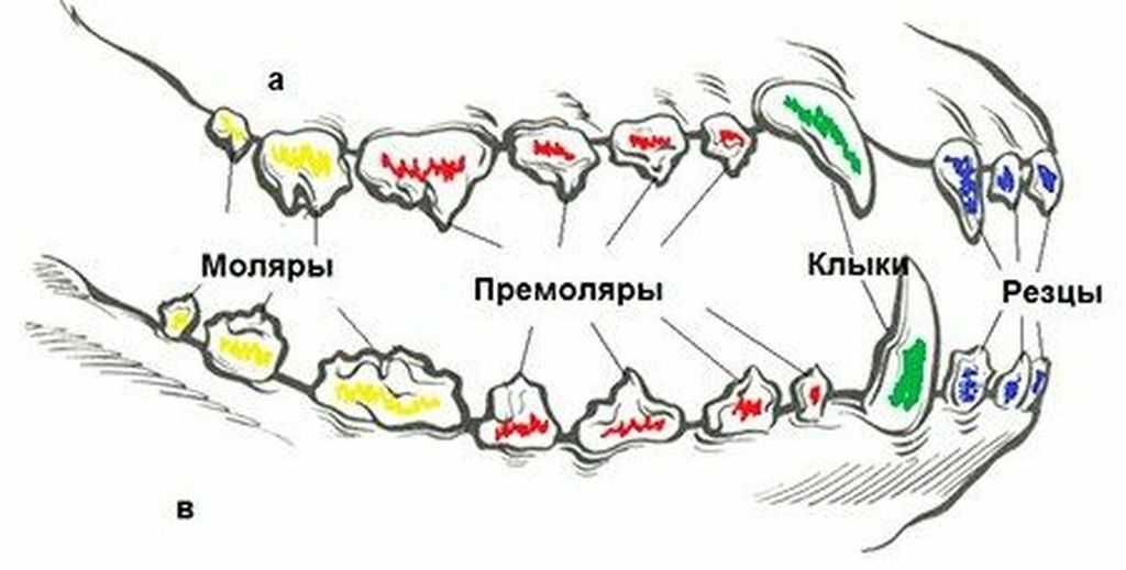 Сколько зубов у собаки — мелкие, средние и крупные породы - планета мир