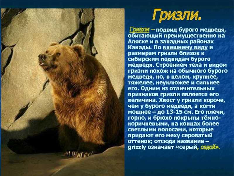 Медведь - где живет, чем питается, виды, сколько живет, фото