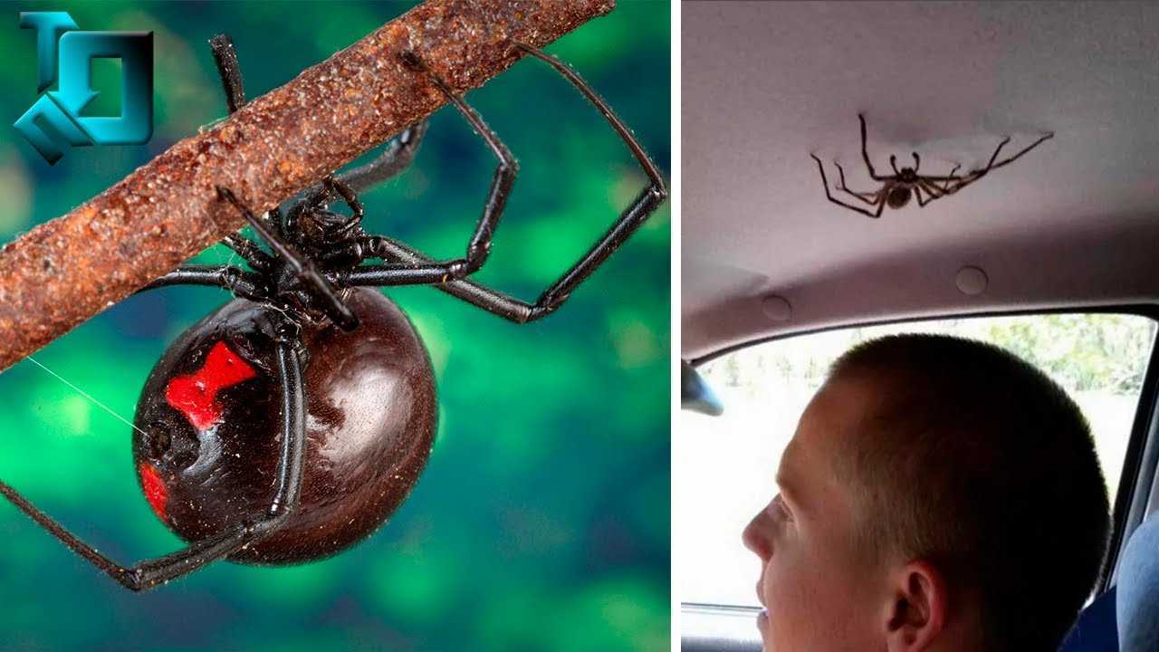 9 самых смертоносных и ядовитых пауков в мире с фото