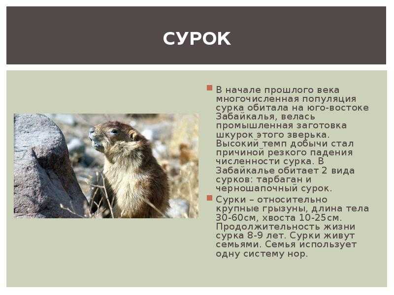 Проект «разнообразие природы. забайкальский край» 3 класс