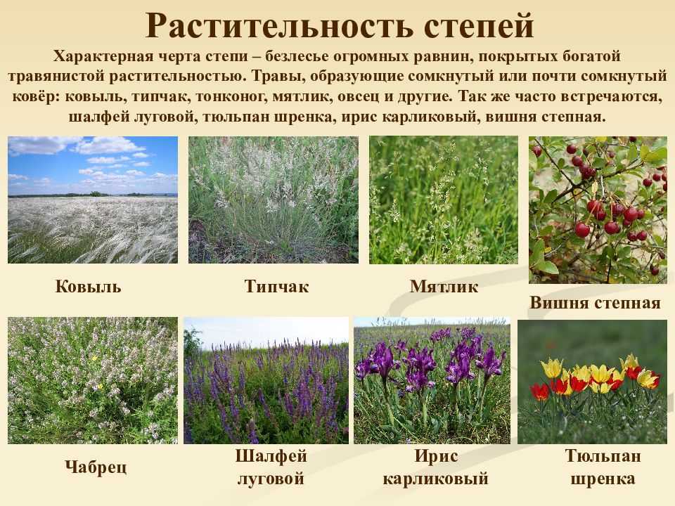 Окружающий мир