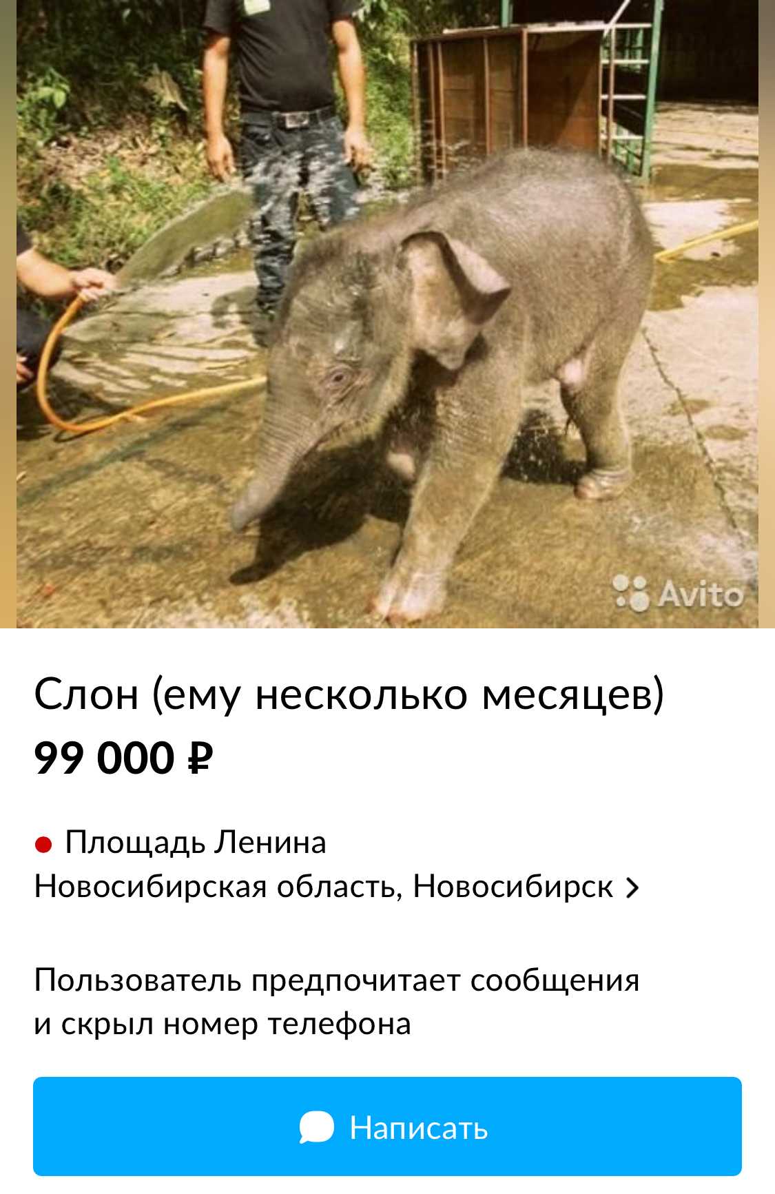 Стоимость слона: сколько стоит покупка и содержание слона в россии? - voprospoisk.ru