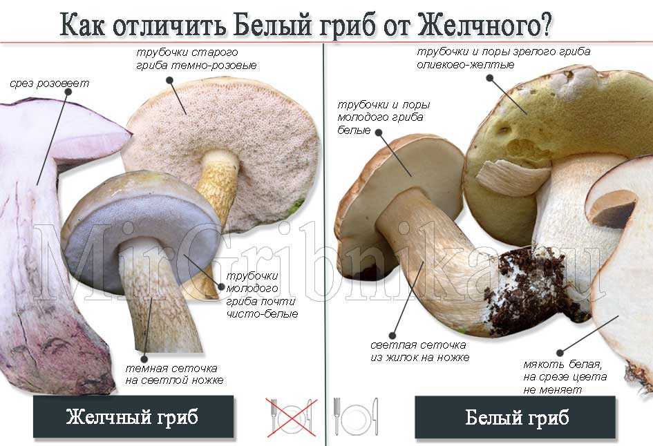 Ложный подберезовик – красивый, но несъедобный