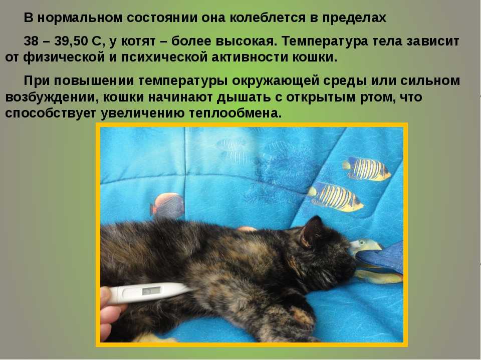 Как померять и снять температуру у кошки