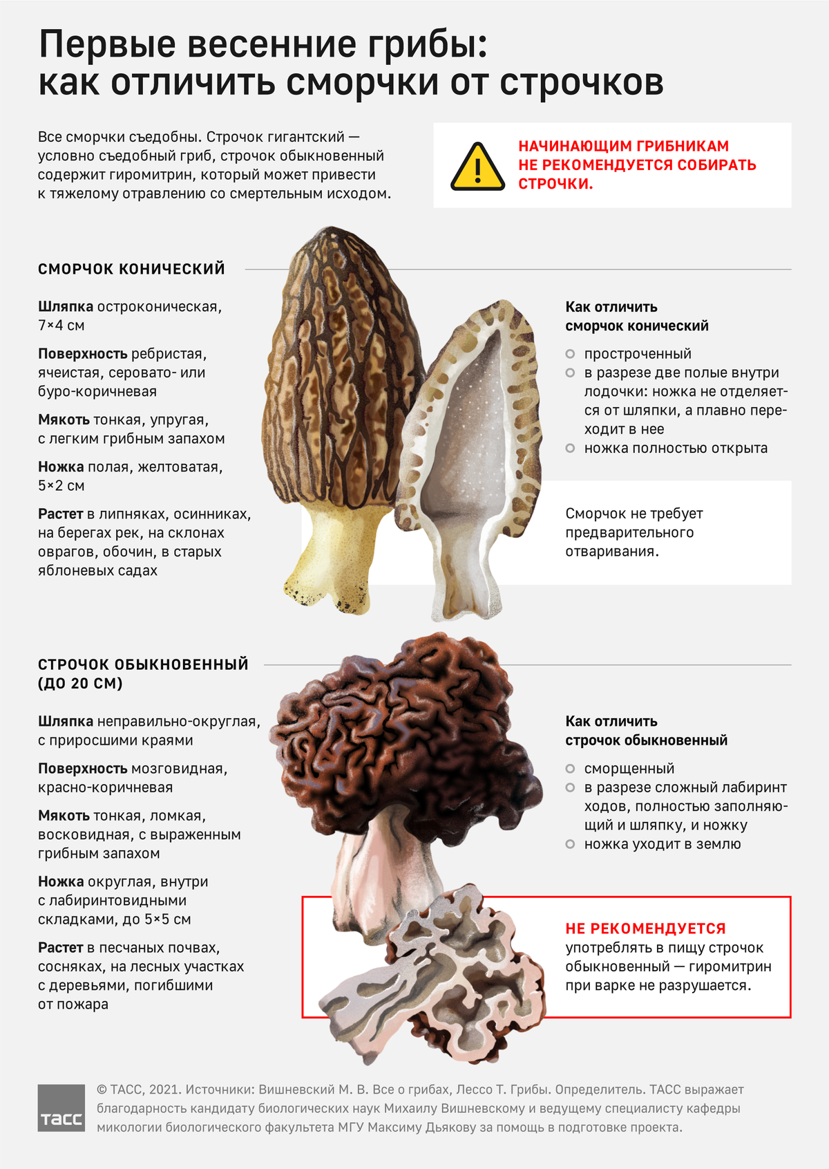 Грибы сморчки: фото и описание видов, как выглядят, где растут и когда собирать