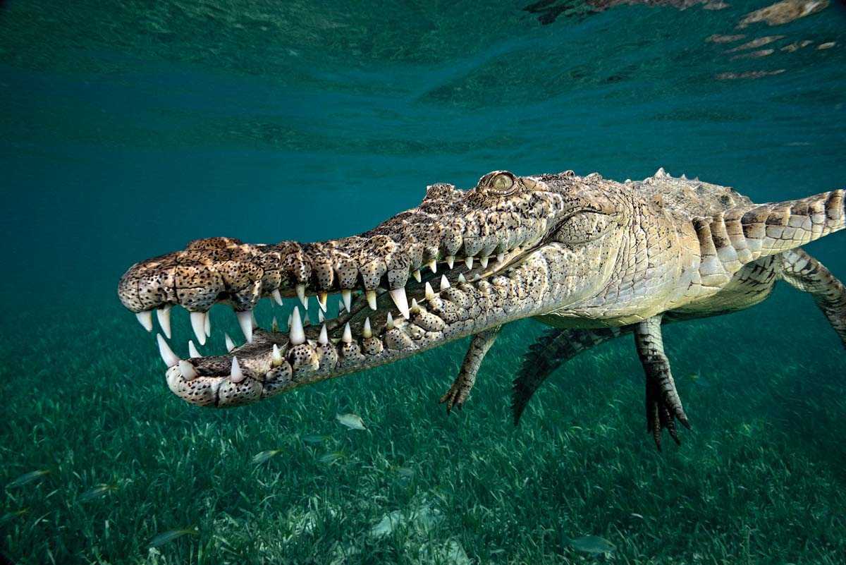 Гребнистый крокодил (лат. crocodylus porosus)