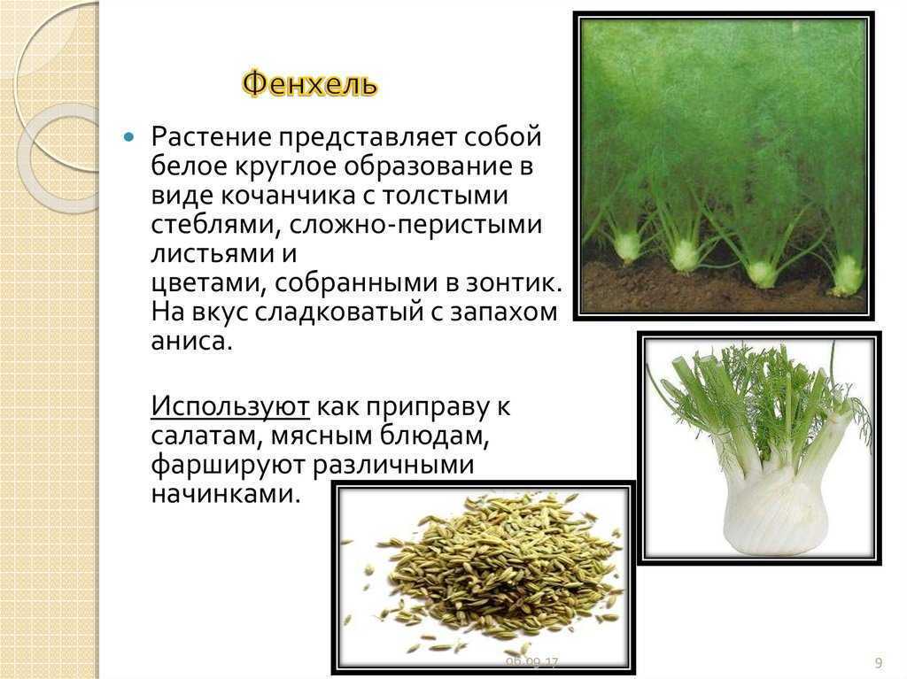 Фенхель свойства, применение, чай, масло, рецепты — траварт
