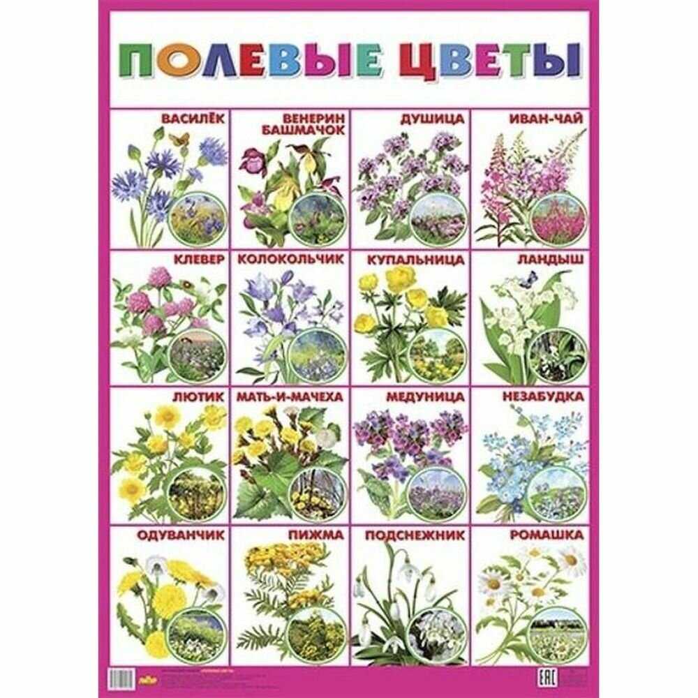 Таблица “природные зоны (4 класс)”