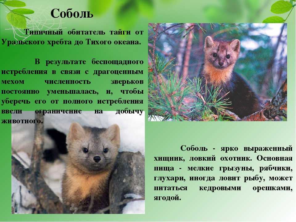 Проект «разнообразие природы. забайкальский край» окружающий мир 3 класс