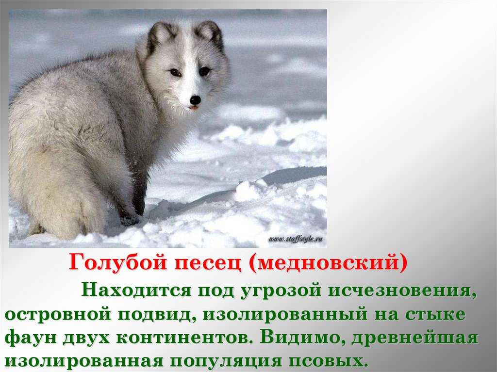 краткое описание голубого песца из Красной Книги России Интересные факты о голубом песце Фото и видео Медновский голубой песец